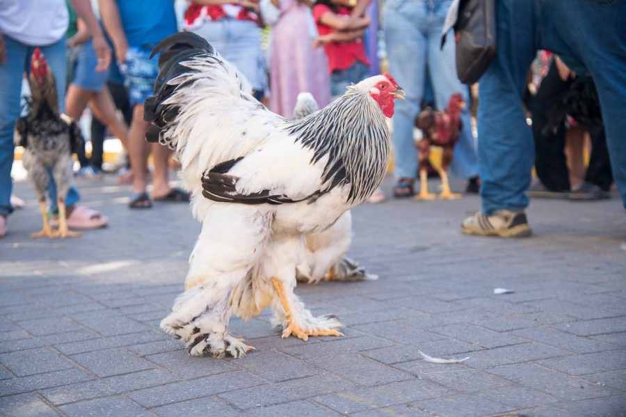 AS&Iacute; VIVIMOS EL CONCURSO DEL GALLO Y LA GALLINA XXL