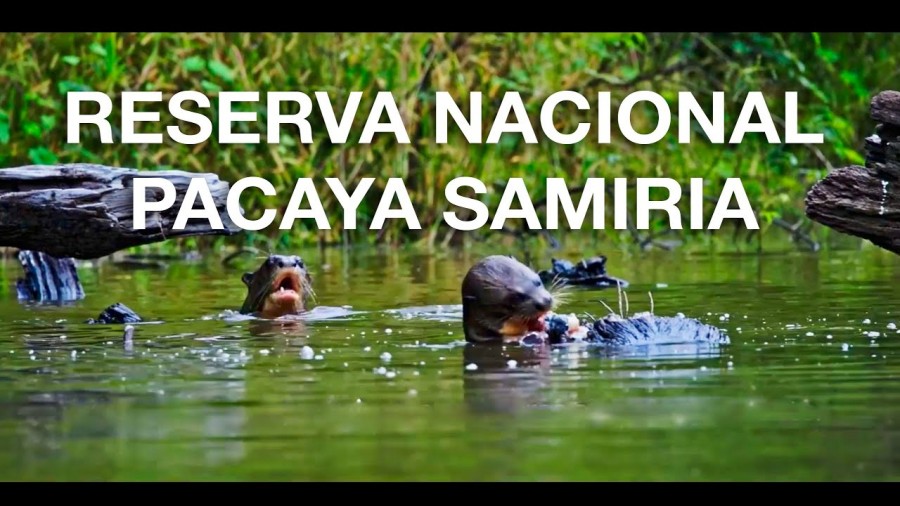 Atractivo turístico: Reserva Nacional Pacaya Samiria